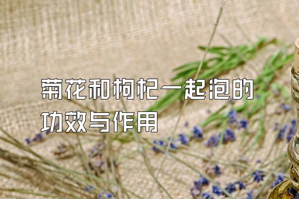 菊花和枸杞一起泡的功效与作用