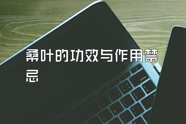 桑叶的功效与作用禁忌