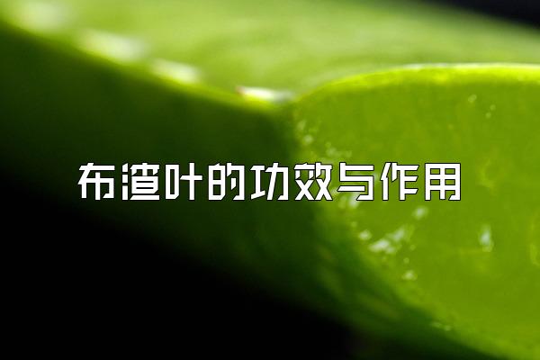布渣叶的功效与作用