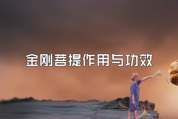金刚菩提作用与功效