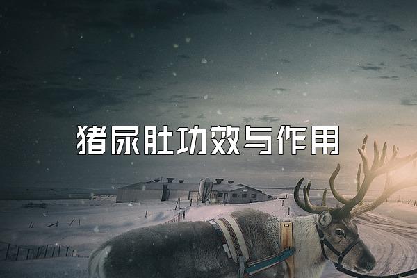 猪尿肚功效与作用