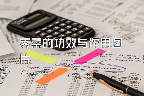 荠菜的功效与作用图片