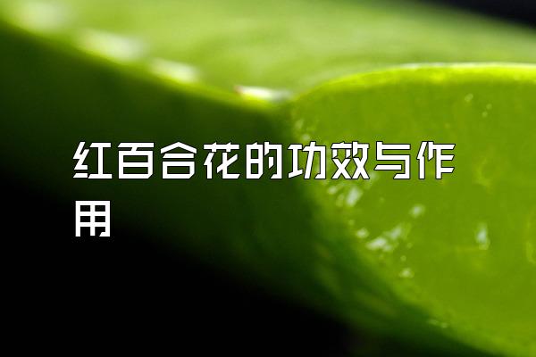 红百合花的功效与作用