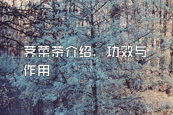 荠菜茶介绍，功效与作用